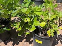 Partij van 4x ficus carica (vijgen) - afbeelding 2 van  3