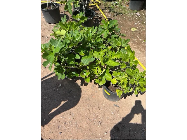 Partij van 4x ficus carica (vijgen) - afbeelding 3 van  3