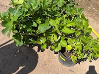 Partij van 4x ficus carica (vijgen) - afbeelding 3 van  3