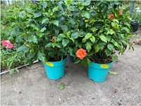 Partij van 4x hibiscus - afbeelding 1 van  4