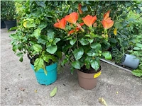 Partij van 4x hibiscus - afbeelding 2 van  4