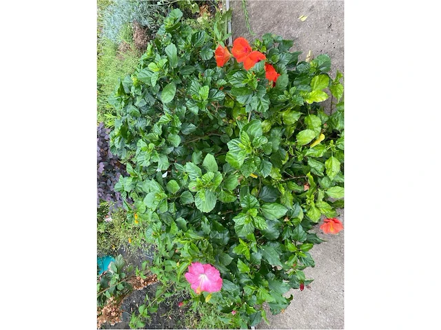 Partij van 4x hibiscus - afbeelding 3 van  4