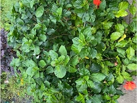Partij van 4x hibiscus - afbeelding 3 van  4