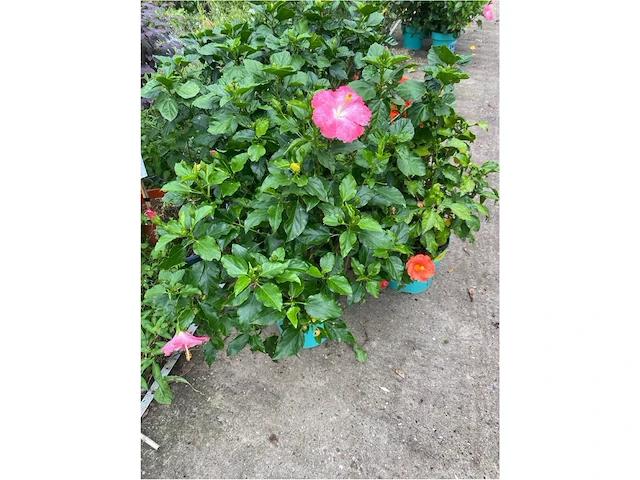 Partij van 4x hibiscus - afbeelding 4 van  4