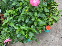 Partij van 4x hibiscus - afbeelding 4 van  4