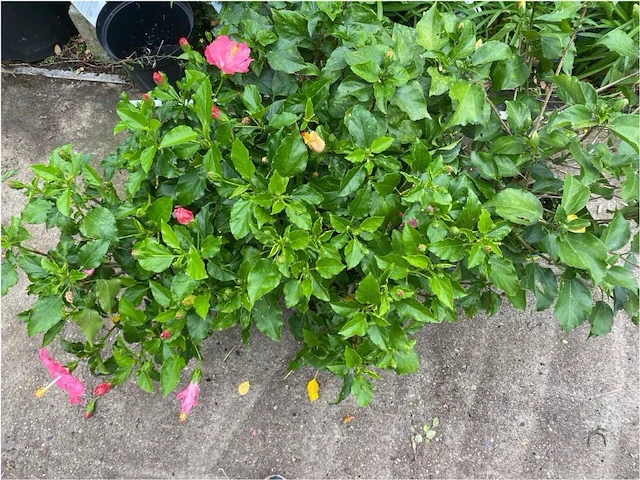 Partij van 4x hibiscus - afbeelding 1 van  4