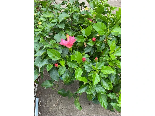Partij van 4x hibiscus - afbeelding 2 van  4