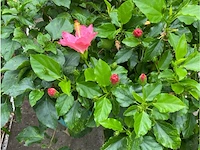 Partij van 4x hibiscus - afbeelding 2 van  4