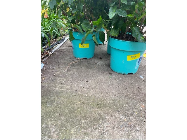Partij van 4x hibiscus - afbeelding 3 van  4