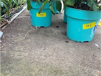 Partij van 4x hibiscus - afbeelding 3 van  4