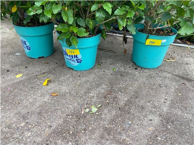 Partij van 4x hibiscus - afbeelding 4 van  4