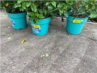 Partij van 4x hibiscus - afbeelding 4 van  4