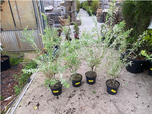 Partij van 4x salix - afbeelding 1 van  2