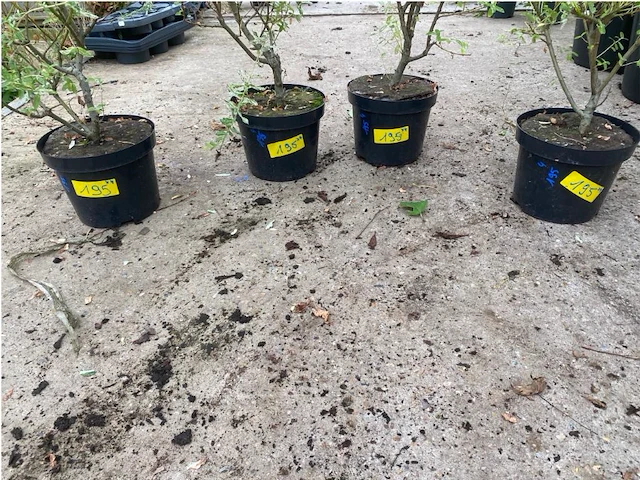 Partij van 4x salix - afbeelding 2 van  2
