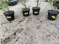 Partij van 4x salix - afbeelding 2 van  2