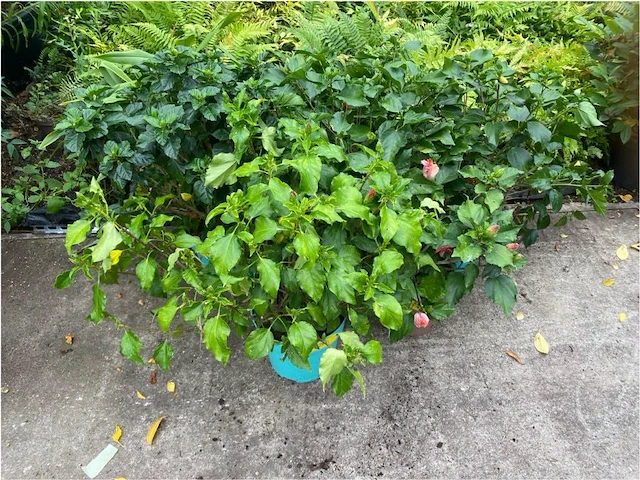 Partij van 5x hibiscus - afbeelding 1 van  4