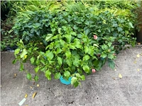 Partij van 5x hibiscus - afbeelding 1 van  4