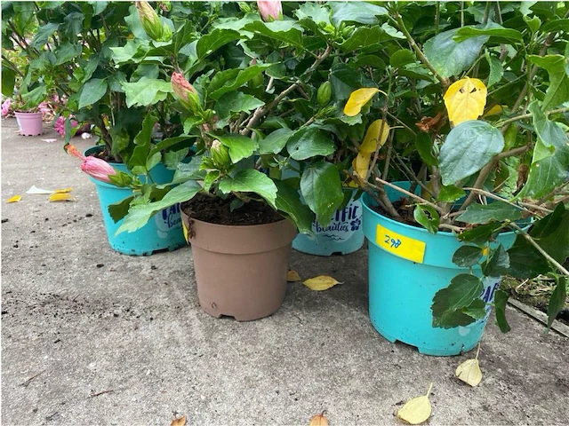 Partij van 5x hibiscus - afbeelding 2 van  4