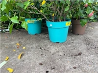 Partij van 5x hibiscus - afbeelding 3 van  4