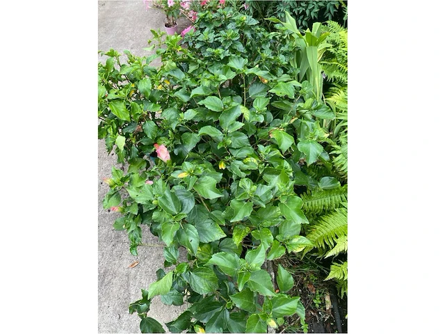 Partij van 5x hibiscus - afbeelding 4 van  4