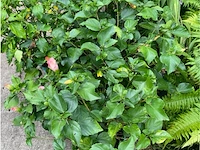Partij van 5x hibiscus - afbeelding 4 van  4