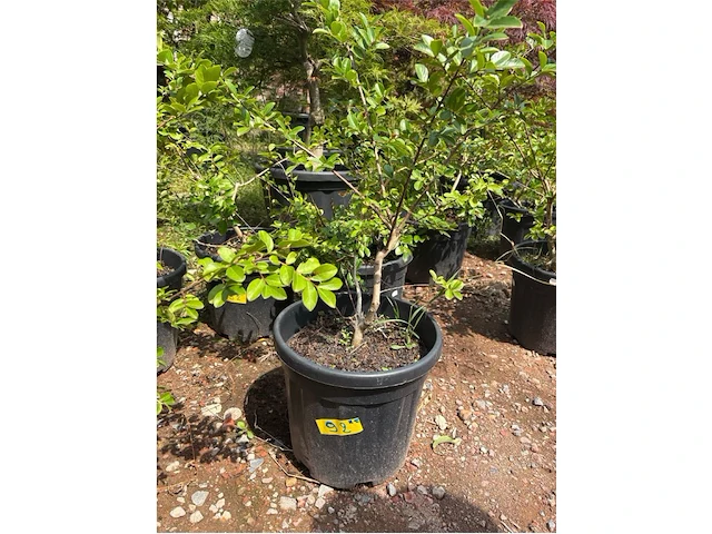 Partij van 5x lagerstroemia - afbeelding 1 van  2