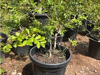 Partij van 5x lagerstroemia - afbeelding 1 van  2