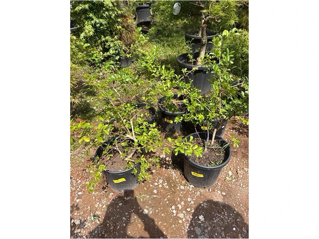 Partij van 5x lagerstroemia - afbeelding 2 van  2