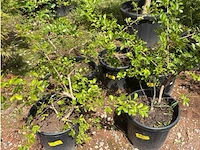 Partij van 5x lagerstroemia - afbeelding 2 van  2