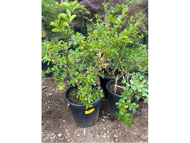 Partij van 5x lagerstroemia - afbeelding 1 van  3