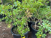 Partij van 5x lagerstroemia - afbeelding 1 van  3