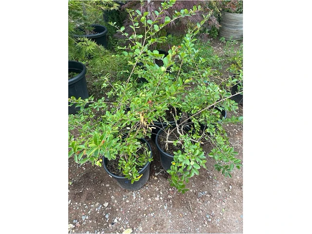 Partij van 5x lagerstroemia - afbeelding 2 van  3