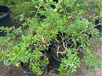 Partij van 5x lagerstroemia - afbeelding 2 van  3