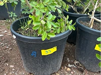 Partij van 5x lagerstroemia - afbeelding 3 van  3