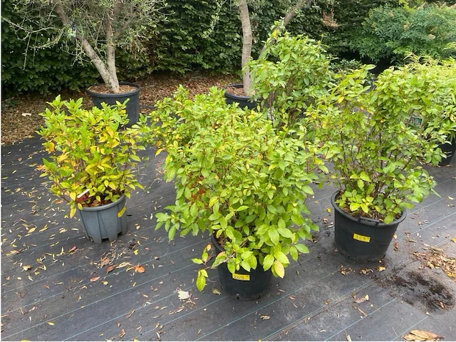 Partij van 5x viburnum tinus - afbeelding 1 van  4