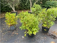 Partij van 5x viburnum tinus - afbeelding 1 van  4