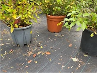 Partij van 5x viburnum tinus - afbeelding 3 van  4