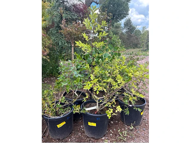 Partij van 8x lagerstroemia - afbeelding 1 van  3