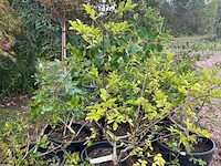 Partij van 8x lagerstroemia - afbeelding 1 van  3