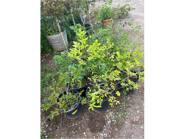 Partij van 8x lagerstroemia - afbeelding 2 van  3