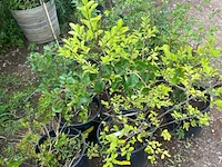 Partij van 8x lagerstroemia - afbeelding 2 van  3