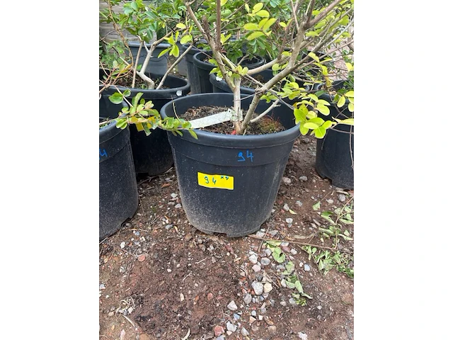 Partij van 8x lagerstroemia - afbeelding 3 van  3