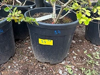 Partij van 8x lagerstroemia - afbeelding 3 van  3
