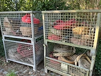 Partij waterslangen - afbeelding 1 van  4