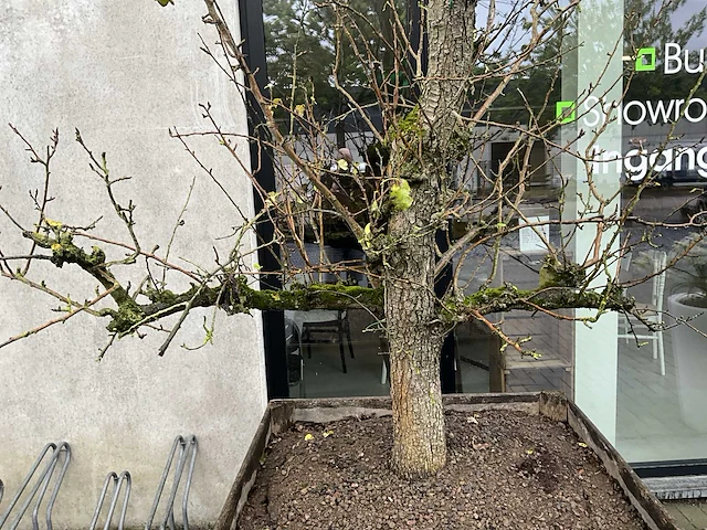 Perenboom leivorm in houten bak (circa 300cm hoogte) - afbeelding 3 van  4