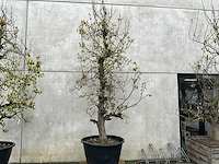 Perenboom leivorm in pvc pot(circa 300cm hoogte) - afbeelding 1 van  4