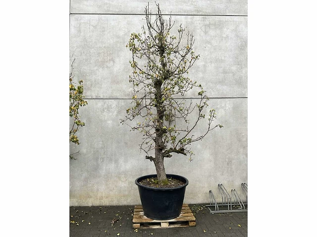 Perenboom leivorm in pvc pot(circa 300cm hoogte) - afbeelding 2 van  4