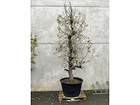 Perenboom leivorm in pvc pot(circa 300cm hoogte) - afbeelding 2 van  4