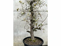 Perenboom leivorm in pvc pot(circa 300cm hoogte) - afbeelding 3 van  4