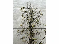 Perenboom leivorm in pvc pot(circa 300cm hoogte) - afbeelding 4 van  4